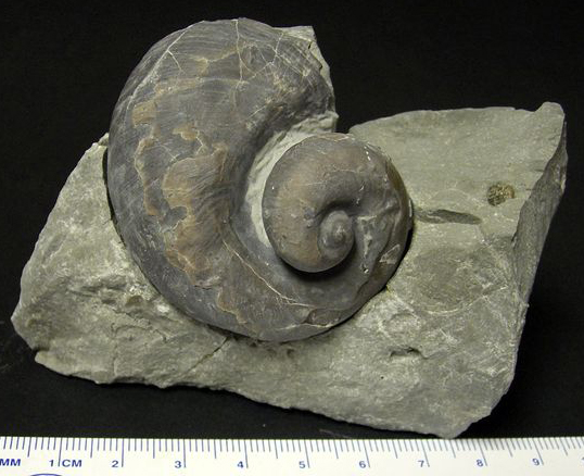 fossil snail