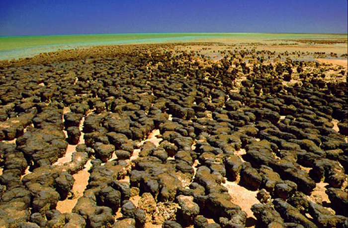 stromatolites