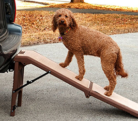 dog on ramp