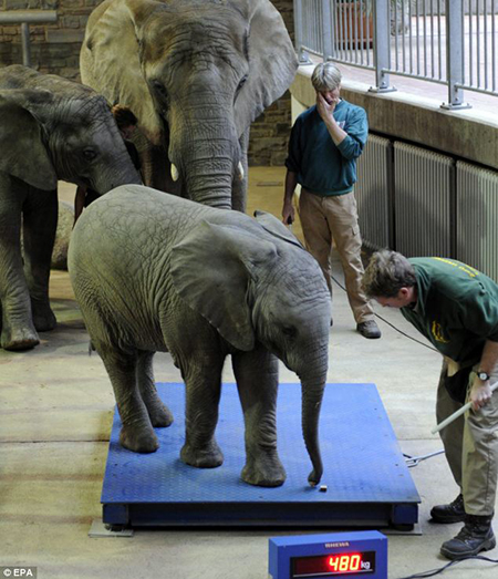 elephant on a scale