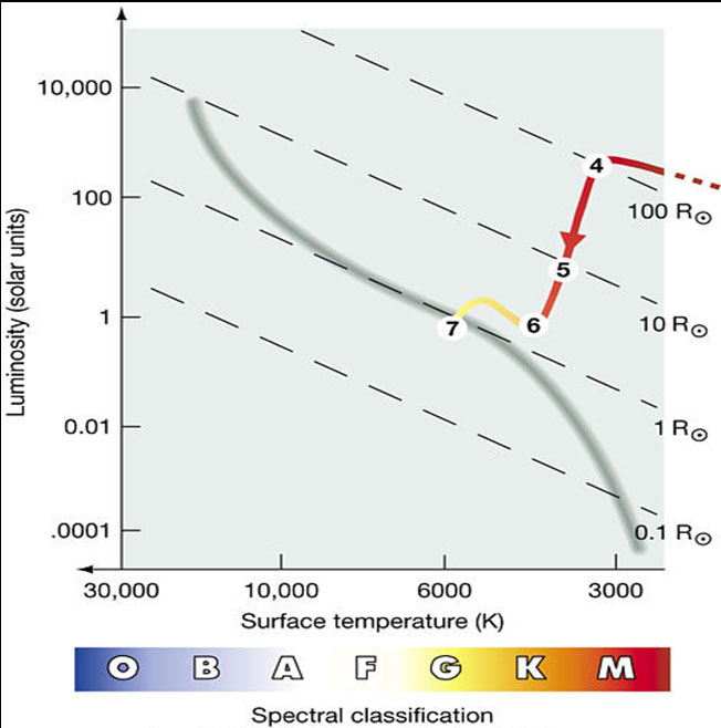 This diagram plots the evolutionary track of a sunlike protostar in the Hertzsprung Russell diagram. As the young protostar contracts, it h