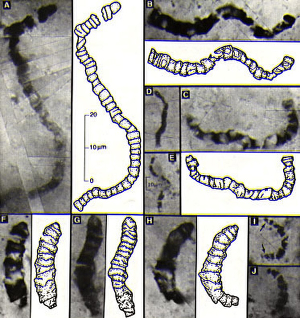 fossil microbes