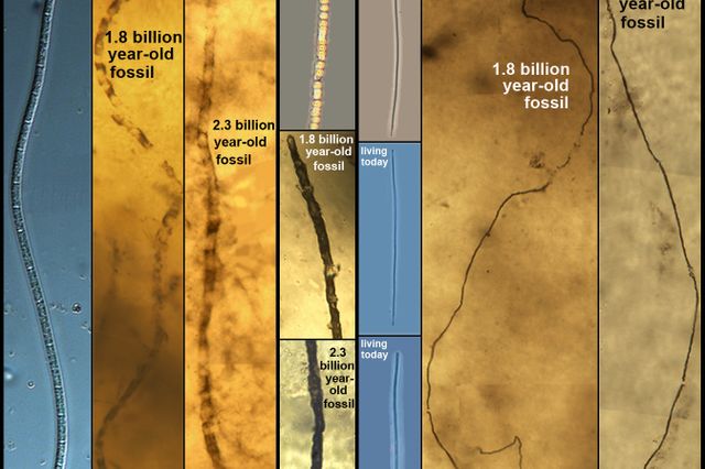 ancient microbes