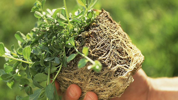 a rootbound plant