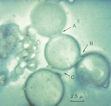 microspheres